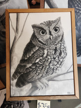 Load image into Gallery viewer, Western Screech Owl (Original)