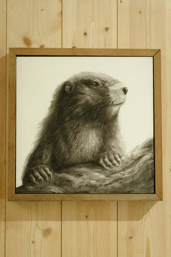 VI Marmot (Original)