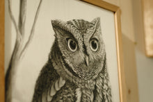 Load image into Gallery viewer, Western Screech Owl (Original)