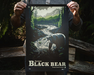 American Black Bear