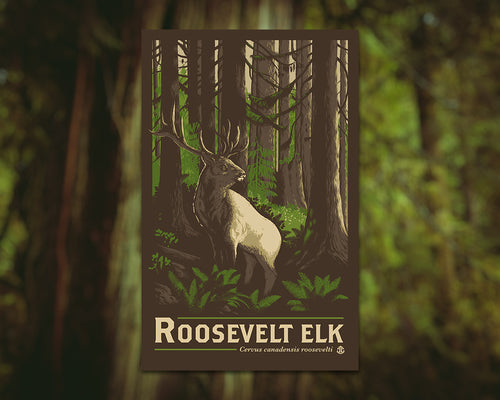 Roosevelt Elk